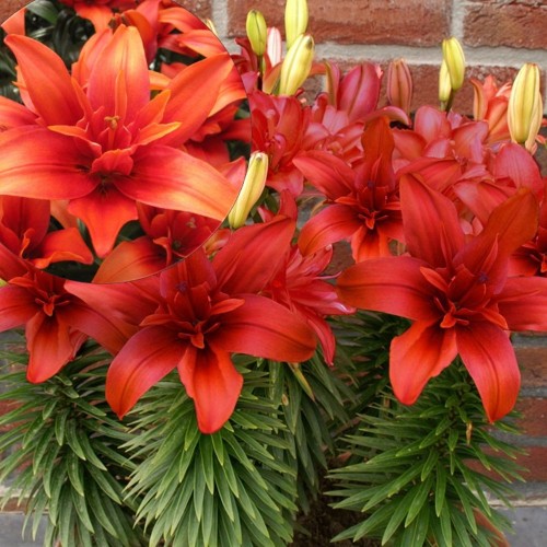 Lilium 'Red Twin' - Liilia 'Red Twin' P11/0,75L